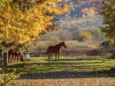 Herghelia Cislau copy